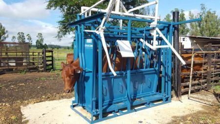 Heavy Duty Bull Scale
